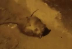 Batman'da Splinter ustalar kapıştı! Görenler gerçek olduğuna inanamadı