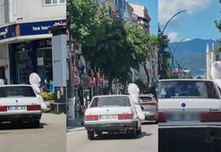 Pelüş ayıyla şehir turu cezasız kalmadı! Otomobil otoparka çekildi