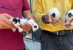 Temizlik görevlileri sesleri duydu! Çöpteki ağzı bağlı poşetten 5 yavru kedi çıktı