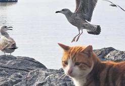 İstanbul’un martıları miyavlıyor! Kedi mamasıyla daha güçlüler