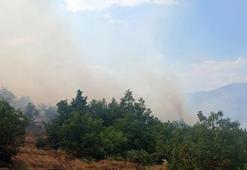 Malatya'da orman yangını! Müdahale başladı