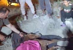 Minibüsün çarptığı başıboş at "Haybulans" ile tedaviye alındı