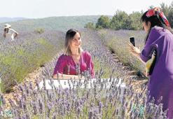 Koku Vadisi’nde hasat zamanı