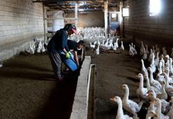 4 kazla başladı, şimdi yılda 800 yavru elde ediyor
