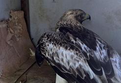 Emniyet bahçesine düşen kartal yavrusu için seferber oldular! Polislerin şefkati yürek ısıttı
