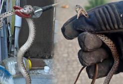 Bir kenti yılanlar sardı! Evlere kadar girmeye başladılar: 'Bir günde 10 vaka geliyor’
