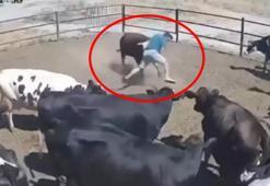 Boynuz darbelerinin hedefi oldu! Bir anda saldırıya geçen...