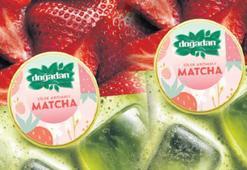 Dört yeni matcha çeşidi