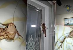 Tarım ve Orman Bakanlığı'ndan 'çekirge istilası' iddialarına açıklama