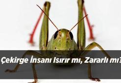 Çekirge İstilası Son Durum: Çekirge İnsanı Isırır mı, Zararlı mı? Evden ve Bahçeden Uzaklaştırma Yöntemleri