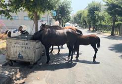 Avcılar'da başıboş yılkı atları! Çöpten besleniyor, yolları kapatıyorlar: Tehlike büyüyor
