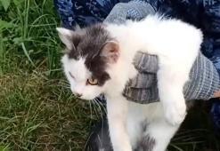 Cezaevine uyuşturucu taşıyan 'kurye kedi' yakalandı! Üzerindeki düzenek şaşkına çevirdi