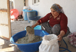 Eşsiz hazine! Bölgede büyük sevinç: 60 yaşındaki bir insan bu kadar bereketi ikinci kez görüyor