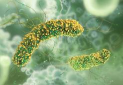 Peynirde ortaya çıkan Listeria bakterisi nedir, nasıl bulaşır? Listeria Bakterisi belirtileri nelerdir, nelere dikkat etmek gerekir?