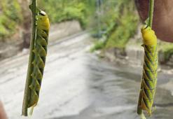 Rize'de ortaya çıkan dev tırtıl panik yarattı! Uzunluğunu gören şoke oldu