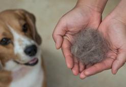 Sıcaklar tüy dökülmesini artırıyor! Kedi ve köpeklerin bakımı nasıl olmalı?