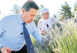 Lavanta kokusu Muğla’ya yayıldı
