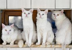 Van'daki Kedi Villası yıl başından bu yana yaklaşık 80 bin ziyaretçi ağırladı