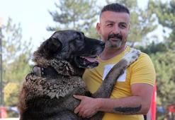 Sivas'ın Kangal köpekleri yarıştı: Aslan kadar güçlü