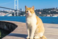 KedİstanbulDa bir gün