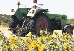 Hasadından yüksek verim bekleniyor