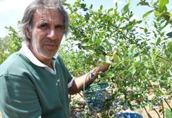 Sadece kendi kazanmıyor! ‘Avrupa’da yapıyorlar, biz ülkemizde neden yapmayalım?’ dedi, bütün bölgeye örnek oldu