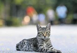 Diyarbakır’da ‘kuduz’ alarmı! Kedi ısırdı entübe edildi