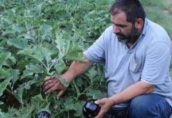 Safranbolu'da ata tohumlu organik üretim: Ürünler dalından sofraya gidiyor