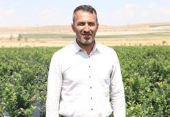 Akademisyen 17 bin saksıda yaban mersini yetiştiriyor
