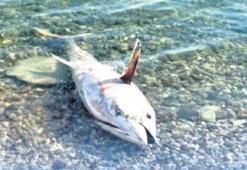 Çeşme ve Karaburun’da orkinos alarmı