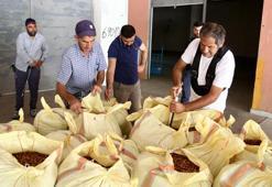 TMO, Ordu ve Giresun'da fındık alımlarına başladı