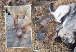 Köpeği yaraladı, yavrusunu öldürdü! Ev hapsi verildi