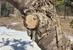 Muğla'da sakız üreticileri 11 yıllık emeğin karşılığını alıyor