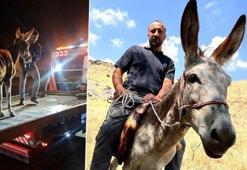 Kadife'nin başına gelenler sosyal medyayı salladı: Bir daha böyle bir eşek bulamayız