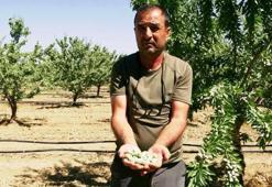 Hobi olarak başladığı badem yetiştiriciliğinde 20 bin ağaca ulaştı