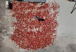 Hatay'da damlar kırmızıya büründü! Kilosu 300 TL'den satılıyor