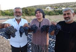 Kilosu 600 TL'den alıcı bulan üzüm yok satıyor