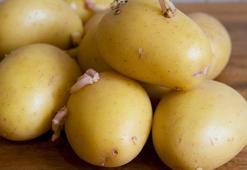 Patates bozulmasının önüne geçen meyve! Arasına serpiştirmek yeterli