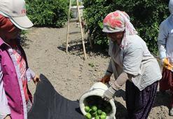Tarlada 6-7 TL, markette 60-70 TL! Tam 10 kat fiyat farkının nedenini açıkladı