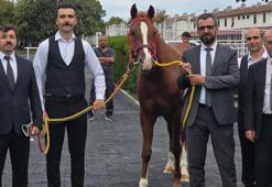13 safkan Arap elit tay için dudak uçuklatan rakam: 51 milyon 600 bin liraya satıldılar