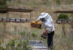 Bal üreticisi 4 yıl önce aldığı öneri ile yola çıktı: 2 altın madalya kazandı