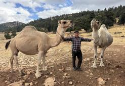 Yayla ile kışlak arasında geçen 73 yıllık Yörük hayatı! Develer, keçiler ve kıl çadırlar