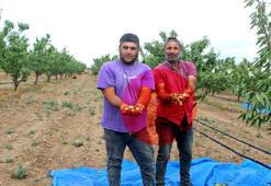 36 dönümde denedi sonucu görünce 400 dönüme dikti: Çiftçilere bu ürünü öneriyor