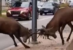 Trafik kilitlendi… Sürücüler gözlerine inanamadı! Kentin göbeğinde dev kapışma