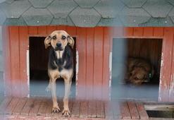 Yangında kurtarılan köpekler yuva bekliyor