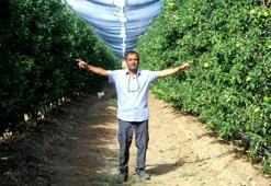Bahçesi öyle bir yerde ki 90 dönümde 400 ton ürün çıkarıyor! 4 ülkeye gönderiyor