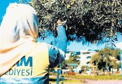 Didim’de zeytin hasadı zamanı