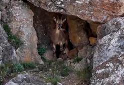 Erzincan’da 3 bin 549 metrede yaban keçileri görüntülendi! Yavrularıyla kayalıklarda ilerlediler