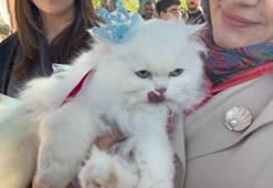 Tokat’ta kediler podyuma çıktı! 'En Süslü' ve 'En Bakımlı' kedi seçildi