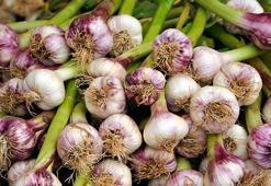 Sarımsak dikmenin tam zamanı! Uzmanlar doğru ekim için bu ayrıntılara dikkat çekiyor